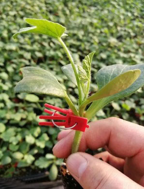 西平哪有育2k西瓜苗的,遂平嫁接西瓜苗厂家2026